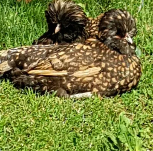 D'hotes Carpediem 3* Prigonrieux